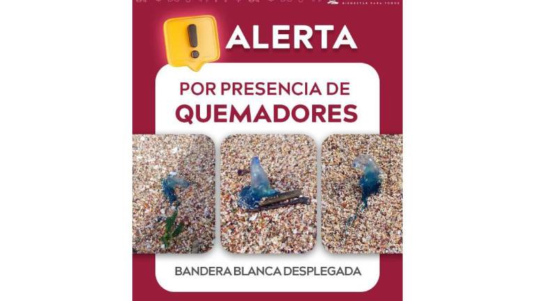 En las playas de Mazatlán alertan sobre la presencia de playas en Mazatlán.
