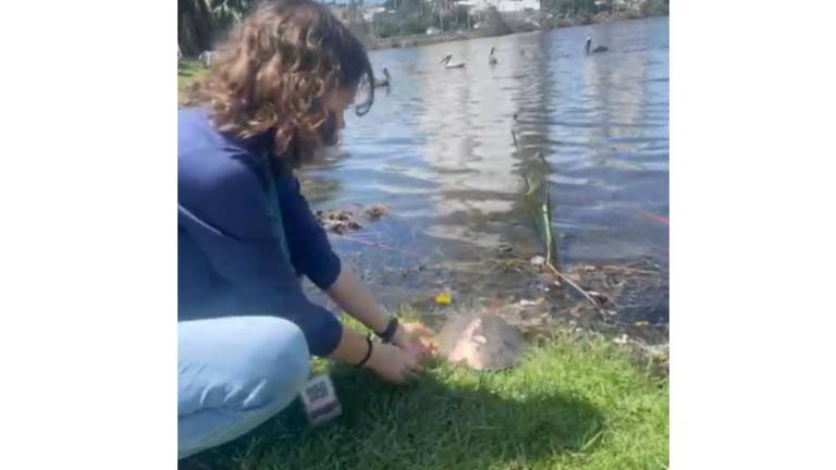 El Hospital de la Fauna del Gran Acuario Mazatlán reconstruye el caparazón de una tortuga.