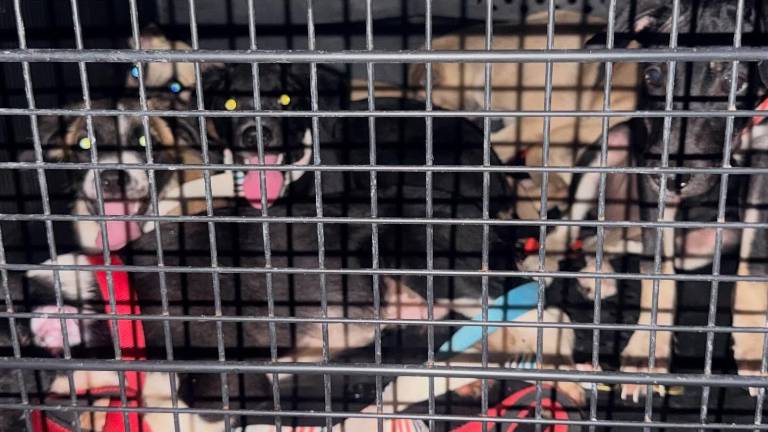 Perritos rescatados en una vivienda de la Colonia Guadalupe, en Culiacán, donde también hallaron bolsas con restos de animales.