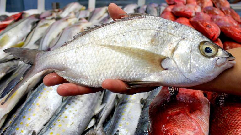 Durante julio entrarán en vigor nuevas vedas y periodos de aprovechamiento para distintas especies pesqueras en aguas de jurisdicción federal del País.