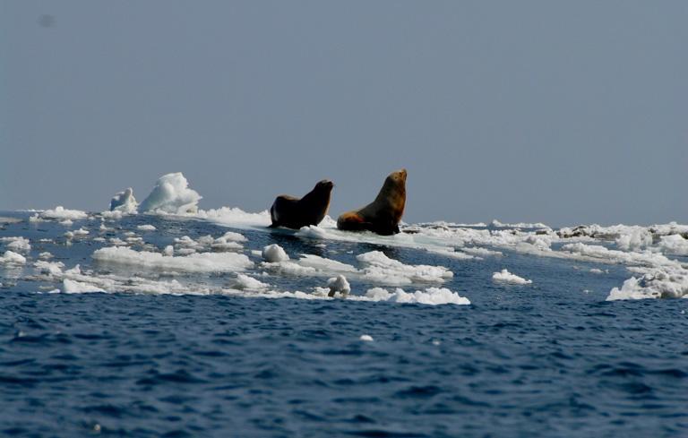 $!El derretimiento del hielo marino está conectando a los mamíferos marinos, como estos leones marinos de Steller, que antes estaban separados por hielo, abriendo vías de transmisión de enfermedades.