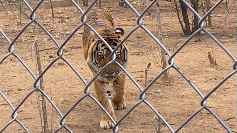 Los tigres rescatados de Black Jaguar-White Tiger ya fueron integrados al Santuario Ostok en Culiacán.