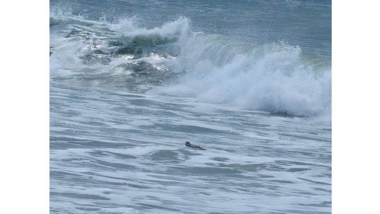 El reptil tiene una longitud aproximada de 2.5 metros y se encuentra actualmente entre el oleaje.