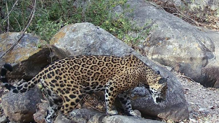 La población de jaguar en Sinaloa ha tenido un crecimiento del 10 por ciento, según estudio.