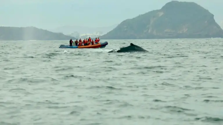 Avistamiento de ballenas durante la temporada pasada frente a Mazatlán.