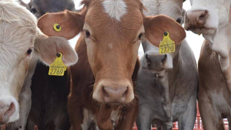 Personal sanitario realizó labores de vigilancia y atención para el control del gusano barrenador del ganado en distintas regiones del País.