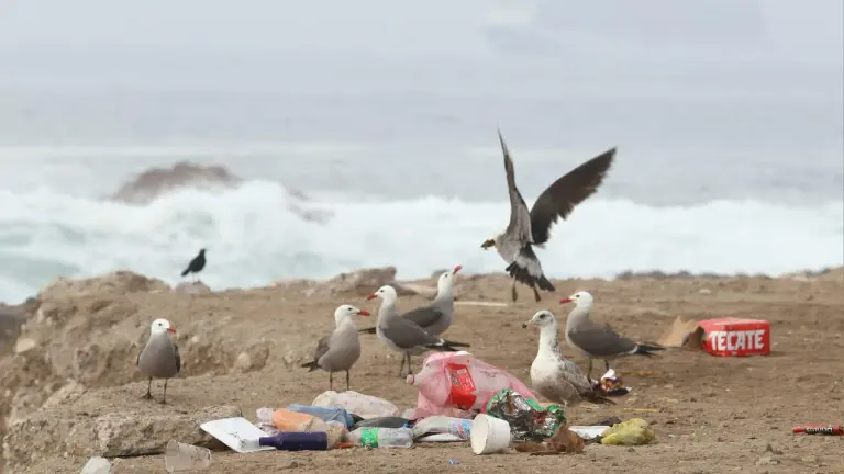 Después del fin de semana, la escollera del Faro, en Mazatlán, vuelve a presentar basura acumulada.