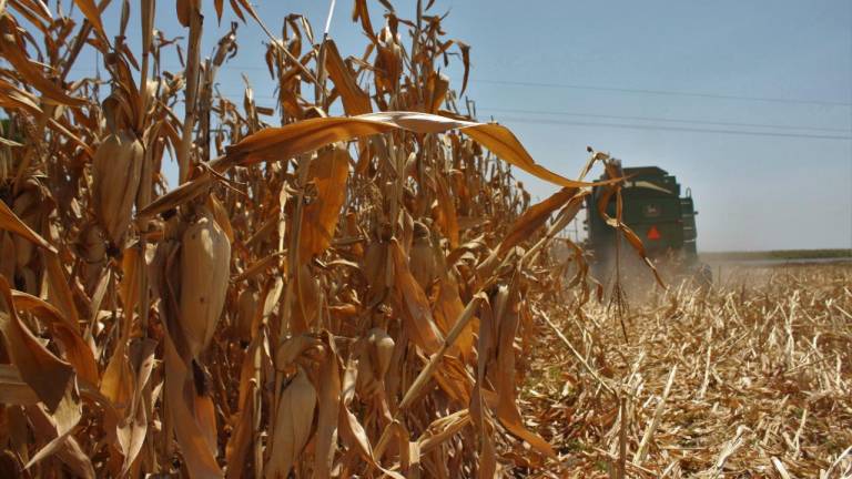 La Caades informó que los futuros de maíz a julio de 2021 cerraron en la Bolsa de Chicago con un retroceso de 4.1 dólares, para ubicarse en 253.5 dólares.