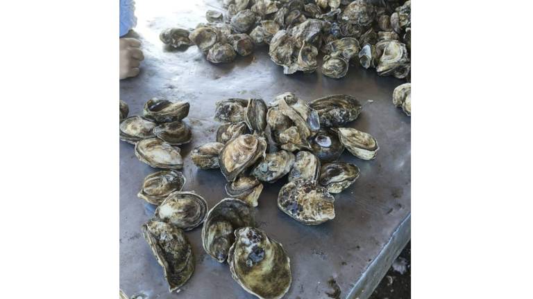 La toxina encontrada en la zona de Teacapán es la saxistoxina que es paralizante lo que representa un gran riesgo de salud para quien lo consume.