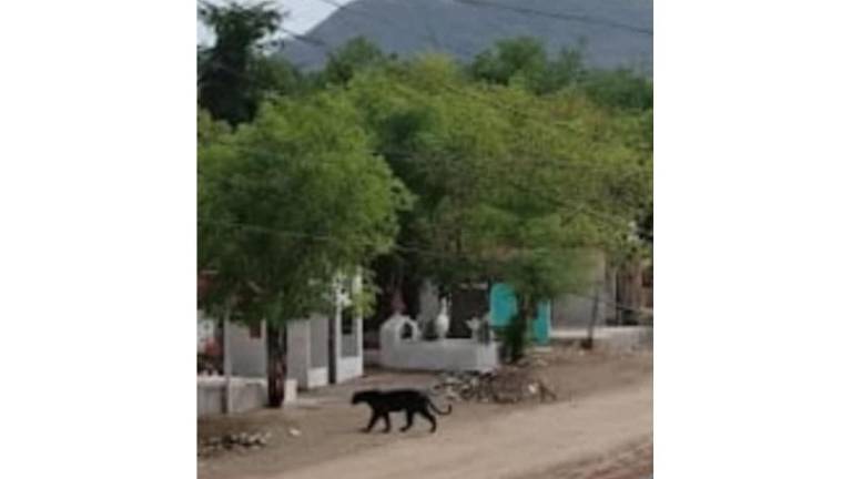 Se confirmó que la fotografía fue tomada en la comunidad de El Ranchito.