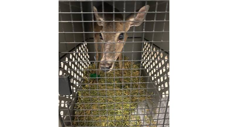 La venadita herida se encuentra en recuperación en el Gran Acuario Mazatlán.