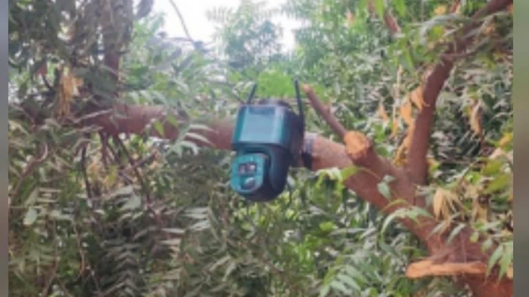 Autoridades hallaron y desinstalaron una cámara oculta en un árbol de la comunidad El Bledal; el dispositivo quedó a disposición del Ministerio Público.