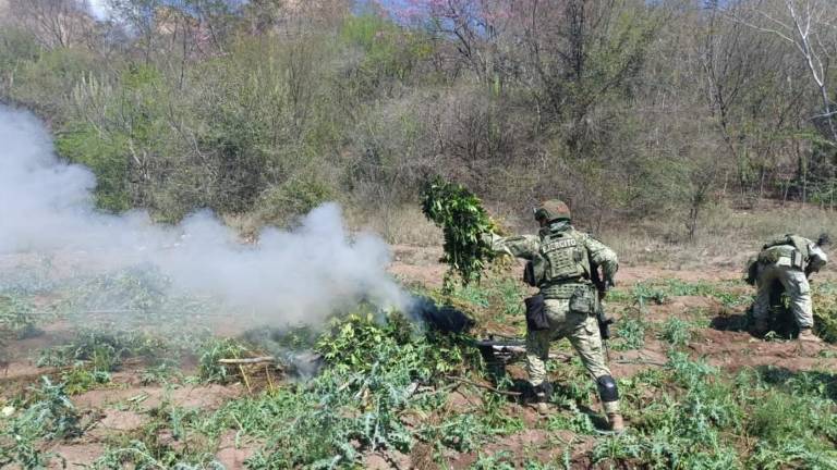 Personal militar realiza la destrucción de sembradíos de amapola hallados en Badiraguato.