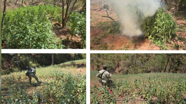 Elementos del Ejército incineraron más de 3 mil metros cuadrados de plantíos ilícitos.