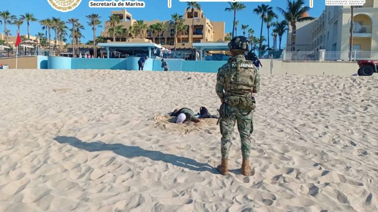 Autoridades resguardaron huevos de tortuga golfina tras su arribazón en Playa El Médano, en Cabos San Lucas.