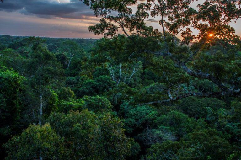 $!Bosque del Parque Nacional Yasuní, Ecuador. Este lugar megadiverso en fauna y flora está ubicado en Pastaza y Orellana.