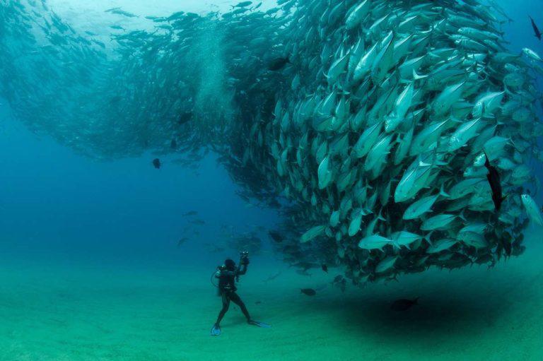 $!Miles de peces se unen durante el cortejo de reproducción en Cabo Pulmo. El buzo en la imagen es David Castro, quien con su familia ha trabajado en la protección de esta área marina.