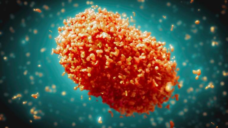 La viruela del mono o viruela símica ahora deberá ser llamada mpox.