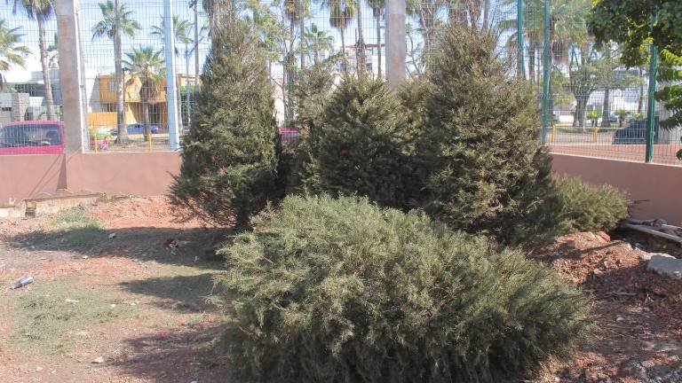 Desde este miércoles en Mazatlán se habilitaron tres centros de acopio de árboles navideños.