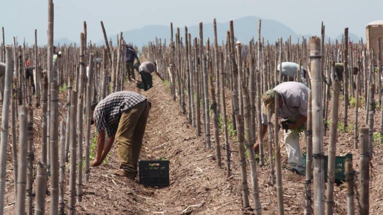 Sinaloa produce alrededor de 2 millones de toneladas de hortalizas.