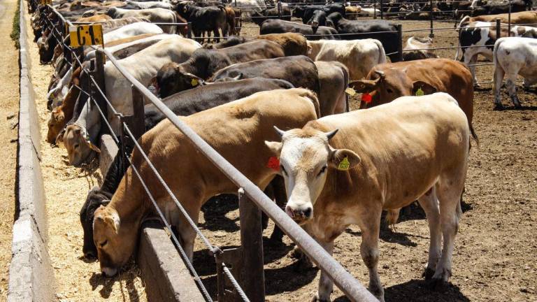 La importación de ganado en México será restringida y ya no se recibirá por Mazatlán.