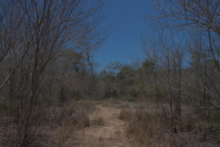 $!Reserva de la Biósfera Chamela-Cuixmala durante la temporada de sequía.