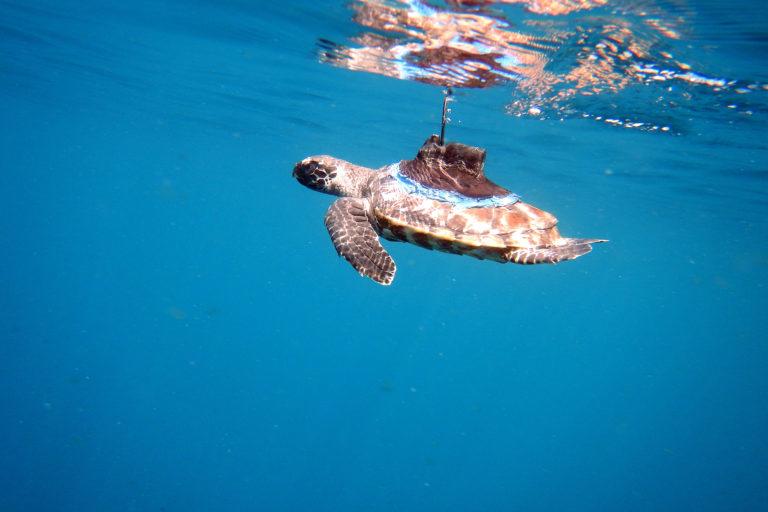 $!La tortuga carey es una de las tortugas marinas más amenazadas por la caza ilegal.