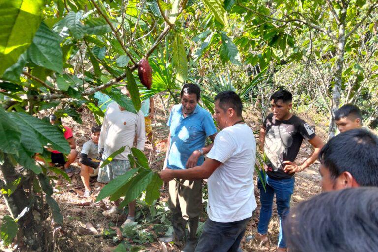 $!Las comunidades Awajún reciben capacitación de organizaciones en la siembra de cacao orgánico, con la cual buscan formas más sustentables de habitar la selva.