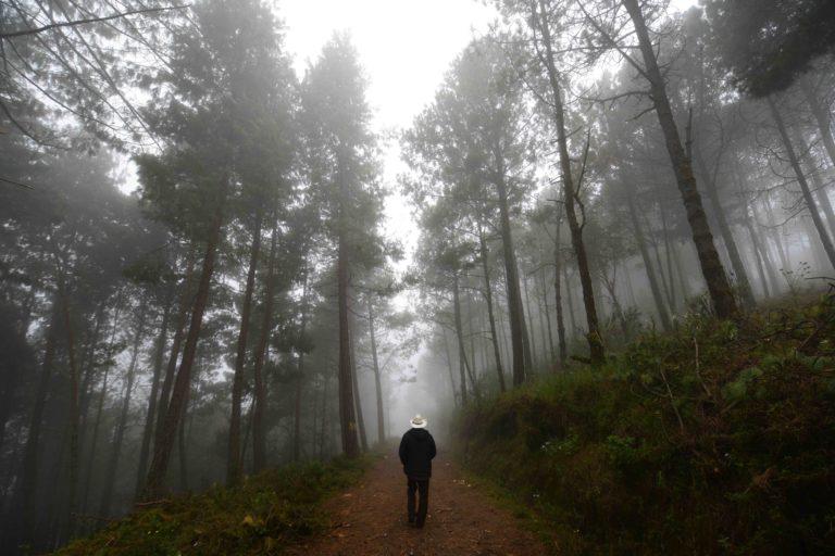 $!El bosque de la comunidad se encuentra muy cerca del Parque Nacional Pico de Orizaba.