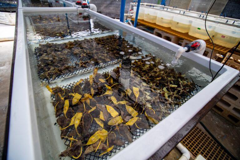 $!Acuarios donde se alimentan los corales jóvenes, con control de temperatura, salinidad y calidad del agua para favorecer su desarrollo antes de trasladarlos a los arrecifes.