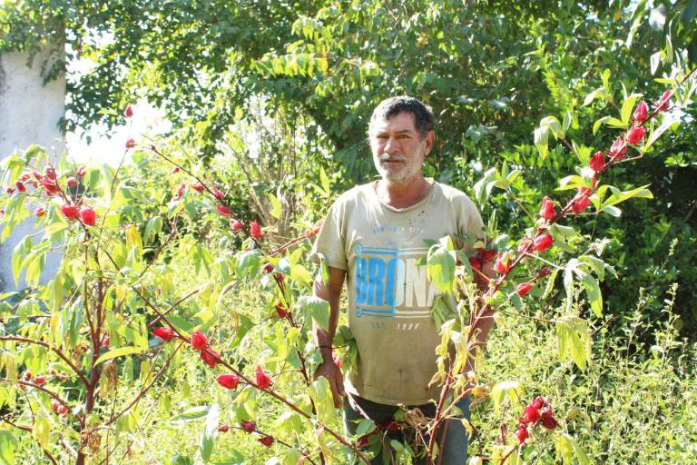 Aún sin tierras, pobladores de El Trébol I, Escuinapa, tienen en la jamaica una fuente de ingreso