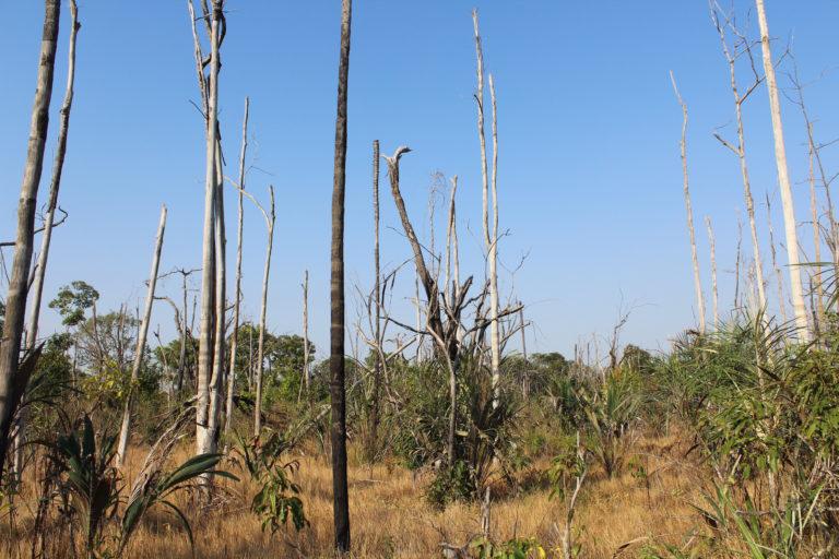 $!Bosque de los llanos colombianos después de ser afectado por un incendio. Foto: Tania González.