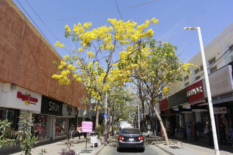 Amapas pintan de color el Centro Histórico de Culiacán