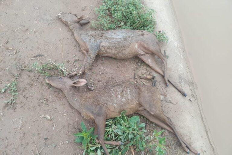 $!Animales en peligro de extinción mueren ahogados por fallas ambientales y técnicas en el Canal de la Patria en Argentina