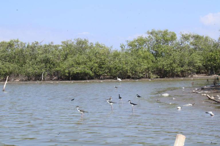 Sector pesquero del sur de Sinaloa tiene respaldo que hace muchos años se había buscado: Graciela Domínguez