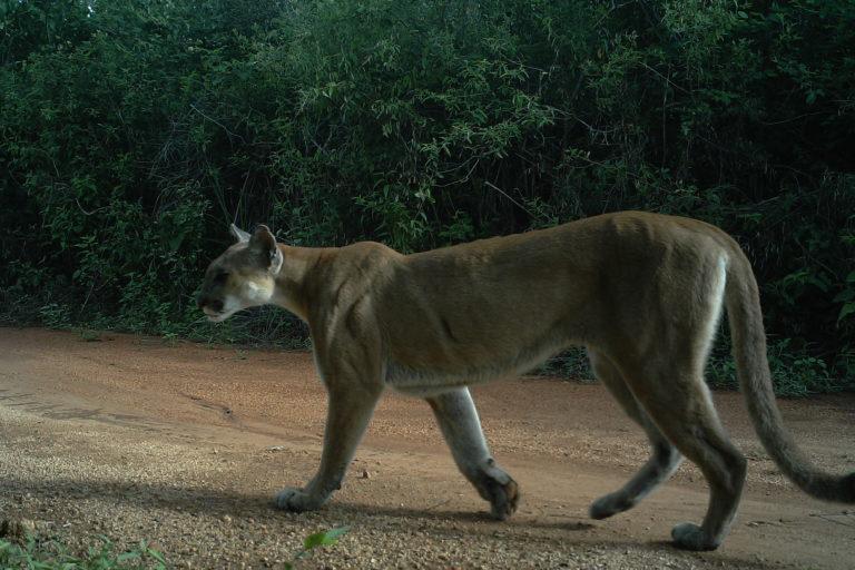 $!Los pumas son otros de los grandes felinos que habitan en la reserva.