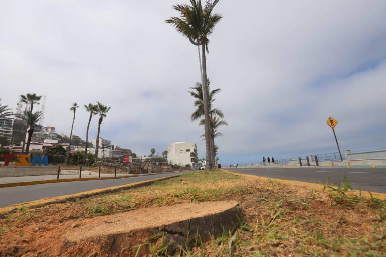 Talan palmeras en el Paseo Claussen, tras la muerte de dos motociclistas al chocar contra ellas en menos de 30 horas