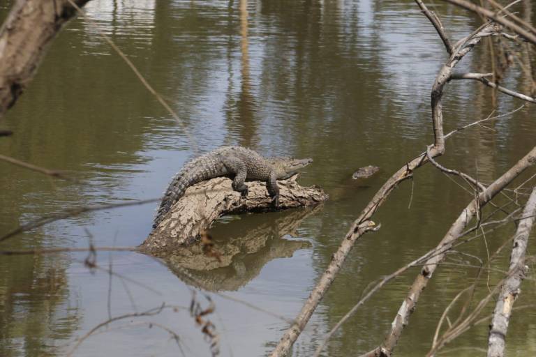 Localizan cinco cocodrilos en Parque Las Riberas en Culiacán
