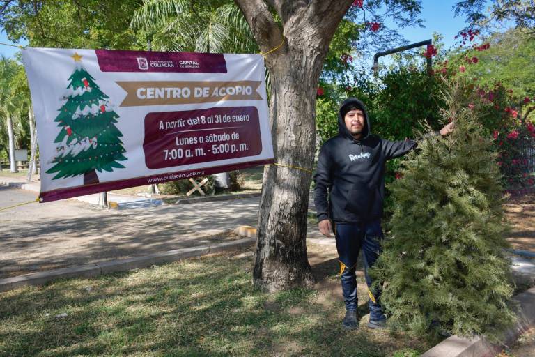 Culiacán dispone de 13 centros de acopio para pinos de Navidad
