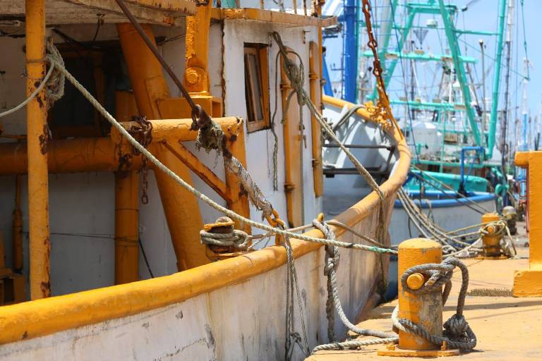 Definen fechas para la pesca del camarón en Sinaloa: 14 de septiembre en esteros y bahías y el 21 en altamar