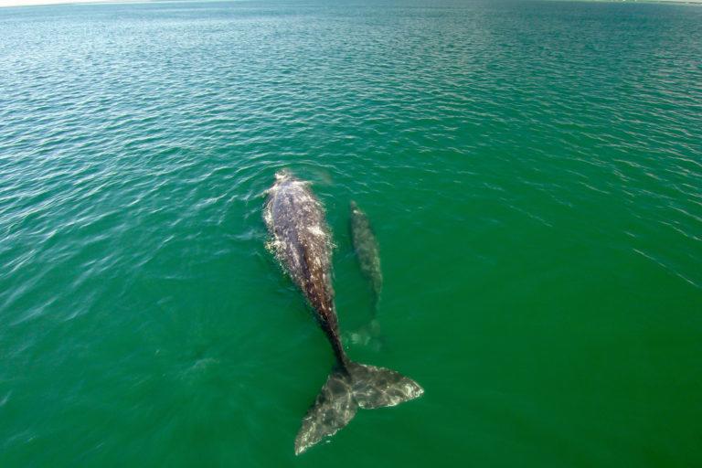$!Las ballenas grises procrean en el Pacífico de México y viajan con sus crías hasta el norte del continente.