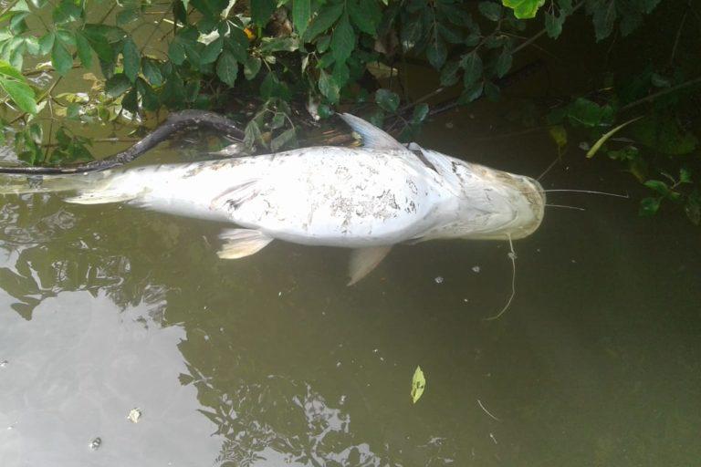 $!Los peces muertos por contaminación del agua son un reflejo de mal manejo de la salud ambiental en muchos teritorios latinoamericanos.
