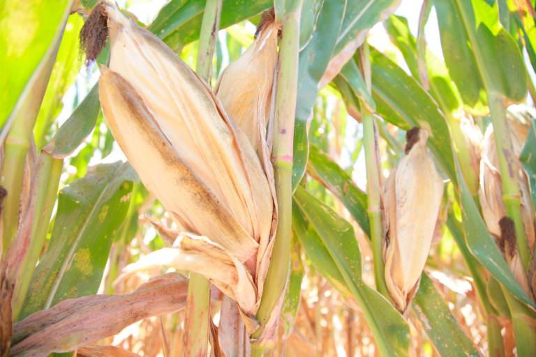 Estimación de las implicaciones en los rendimientos al maíz bajo cambio climático en los Estados Unidos