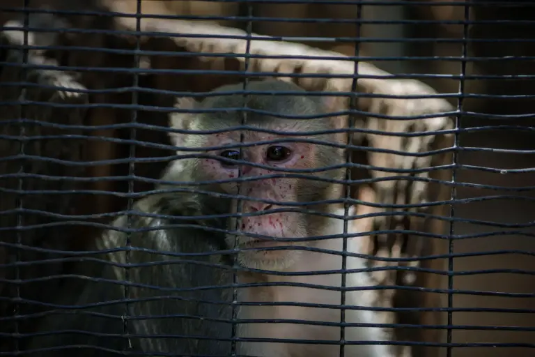 Tras intervención de Profepa, el Zoológico de Culiacán da a conocer irregularidades