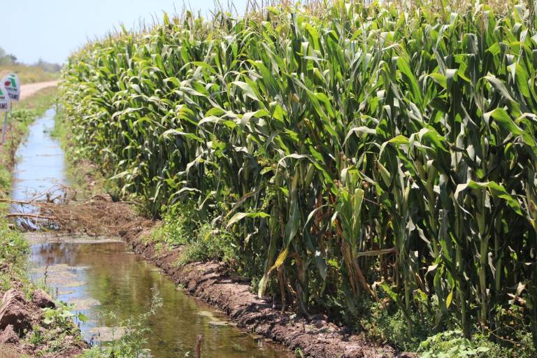 Lluvias de ‘Nora’ beneficiaron cultivos de caña, sorgo, cacahuate, ajonjolí y maíz, afirma Secretario de Agricultura