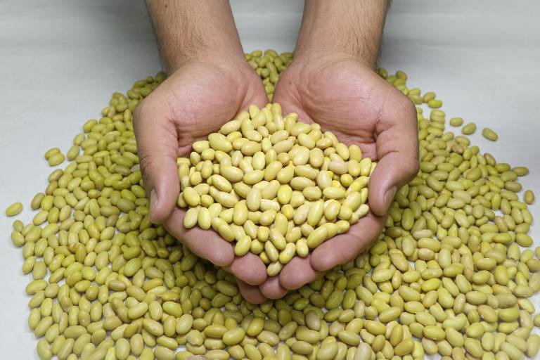 Precio de frijol muestra tendencia favorable, según la AARFS