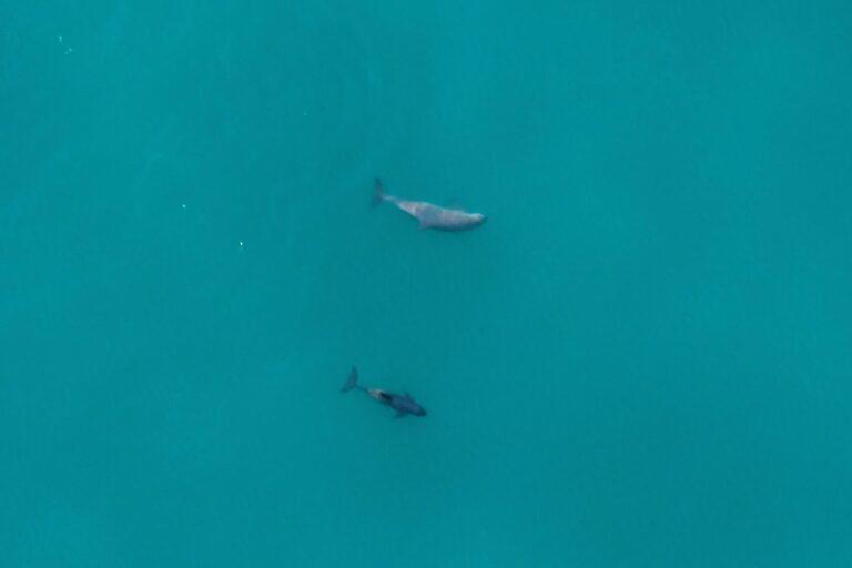 $!Vaquita marina: reportan avistamiento de hasta 10 ejemplares y nuevas crías; su recuperación podría llevar hasta 20 años
