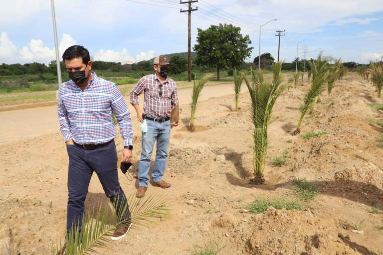 Reforestan el ‘Nuevo Mazatlán’ con mil palmeras, donadas por Redpetroil