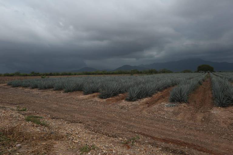 Buscan reactivar el potencial de producción de mezcal en Mazatlán y el sur de Sinaloa