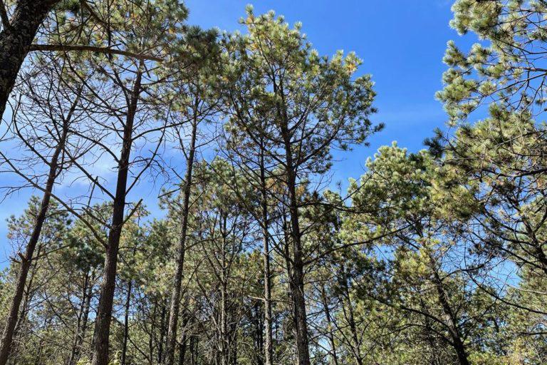$!Bosque del ejido La Estancia, donde se lidia con una plaga de escarabajo descortezador.
